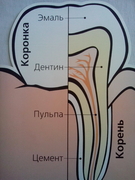 Строение здорового зуба, как его сохранить?